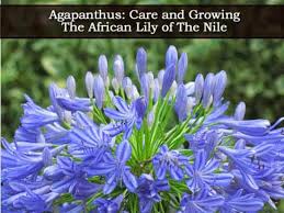 Check spelling or type a new query. Agapanthus Blue How To Care For African Lily Of The Nile