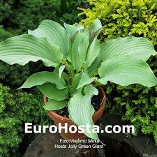 Blader door de 900 jolly green giant beschikbare stockfoto's en beelden, of begin een nieuwe zoekopdracht om meer. Hosta Jolly Green Giant