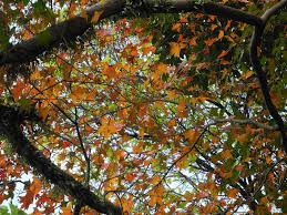 北台灣賞楓勝地 汐止拱北殿 楓 2015 1 1 plants grapes fruit