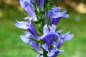Great Blue Lobelia Herbaceous Perennials Cardinal Flower How To Attract Hummingbirds