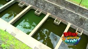 Tips Trik Budidaya Ikan Lele Deny Manusia Ikan Eps 74 2 3 Gtv Youtube
