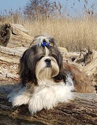 Bij een klik mag hij mee. Shih Tzu S Van De Polderparels Home Facebook