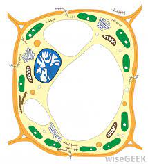 Why do animal cells not have vacuoles. What Are Some Differences Between Plant And Animal Cells