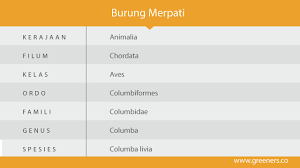 We did not find results for: Burung Merpati Berikan Manfaat Lebih Dari Sekedar Peliharaan