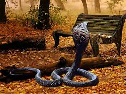 King Cobra Wallpaper In 2020 King Cobra Pictures King Cobra Snake Wallpaper