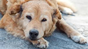 Image result for Putting A Dog To Sleep
