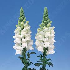 Image result for Antirrhinum