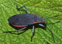 We did not find results for: Red Shouldered Bug Jadera Haematoloma Bugs Red Lizard