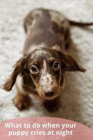 How Long Do Puppies Cry At Night How To Stop A Puppy S Crying