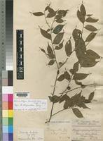 Image result for Dicranolepis