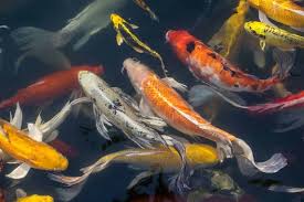 Last updated on march 24, 2020 by aiden lindow. 13 Different Types Of Koi Fish Home Stratosphere