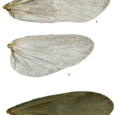 Image result for isolona lebrunii