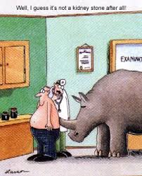 Far Side Kidney Stone Photo By Jtloader Photobucket Www Tilemaryland Com Kidney Stones Funny Kidney Stones The Far Side