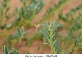 Image result for Hermannia seineri