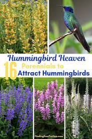 They are considered the tiniest birds; 16 Perennials That Attract Hummingbirds To Your Garden Finding Sea Turtles How To Attract Hummingbirds Hummingbird Plants Flowers That Attract Hummingbirds