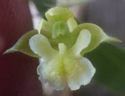 Image result for Polystachya campyloglossa