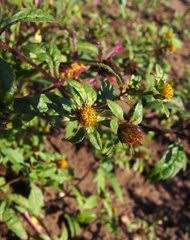 Image result for Sphaeranthus chandleri