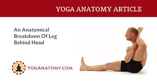 This is the final pose of sirsasana. An Anatomical Breakdown Of Leg Behind Head Yoganatomy