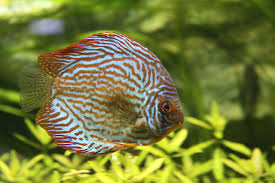 Discus Aquarium Tropical Porte Doree 003 Jpg Discus Aquarium Aquarium Fish Pet