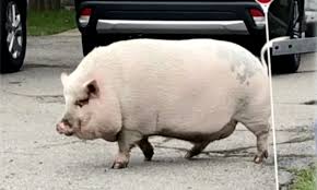 1 deciding where to buy your guinea pig. Wny Family Must Get Rid Of Pet Pig An Emotional Support Animal Named Pork Chop Newyorkupstate Com
