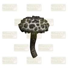 Image result for Strobilomyces strobilaceus