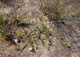 Image result for Barleria macrostegia