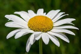 Volim sve biljke koje imaju slični cvijet (tratinčice, buhač.), prekrasne su mi u svojoj jednostavnosti. Ivancica Leucanthemum Vulgare