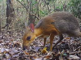 Mice as a new pet (1997) by richard small pet health care and breeding (2000) susan fox. Mouse Deer Species Not Seen For Nearly 30 Years Is Found Alive In Vietnam Endangered Species The Guardian