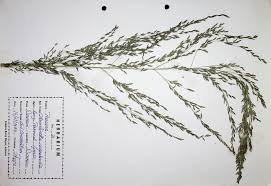 Image result for Arundinella nepalensis