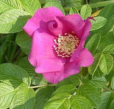 Image result for Rosaceae