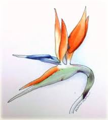 Sketch Bird Of Paradise Drawing Sketches In Time Birds Of Paradise Sketches Bird Drawings