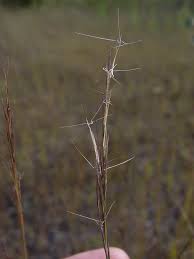 Image result for Aristida recta