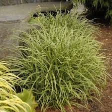 Image result for Carex mannii