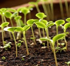 People typically use hydrogen peroxide for sanitizing small cuts. Unbelievable Hydrogen Peroxide Uses In Garden You Should Know Balcony Garden Web