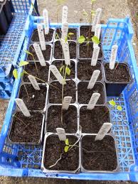 Image result for Amphicarpaea africana