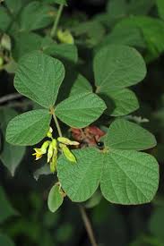 Image result for Rhynchosia