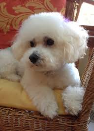 Bichon frise in dogs & puppies for rehoming in canada. Adopt Maggie On Petfinder Bichon Frise Puppy Bichon Dog Cute Dogs