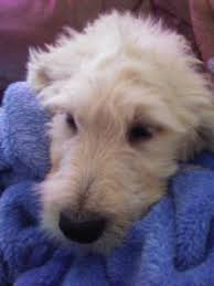 He is always up for anything. Goldendoodle Puppies For Sale Golden Valley Az 281917