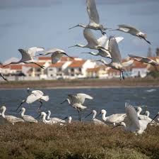 Birdwatching In Lisbon Book Your Boat Tour In Lisbon Now In 2020 Birdwatching Tour Viewing Wildlife Bird Watching