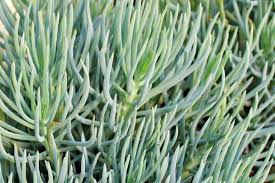 Image result for Senecio greenwayi