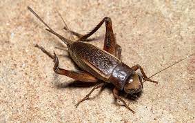 Click on the song titles below to listen to these great performances Blog Trick To Keeping Crickets Out Of Your Las Vegas Home