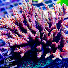 Image result for Acroceras macrum