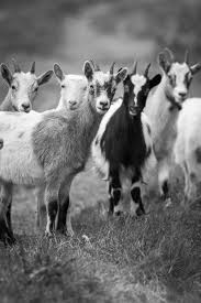Black And White Goat Wallpaper Made Me Smile Goats In Norway Lotsasmiles Photography Animals Cute Goats Goats