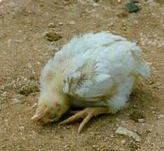 Its effects are most notable in domestic poultry due to. New Castle Disease New Infonet Biovision Home