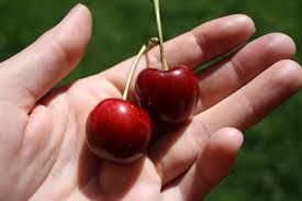 The site owner hides the web page description. Caring For Stella Cherry Trees Learn How To Grow Stella Cherries