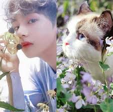 Pin By Tehreem Safder On Bts Animals Blessed Cats