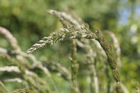 Image result for Koeleria