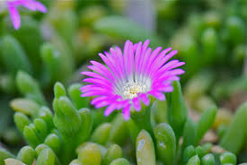 Image result for Delosperma spp.