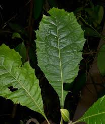 Image result for Anthocleista