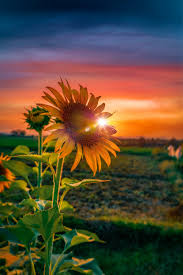 We did not find results for: 20 Sunflower Pictures Hq Download Free Images On Unsplash